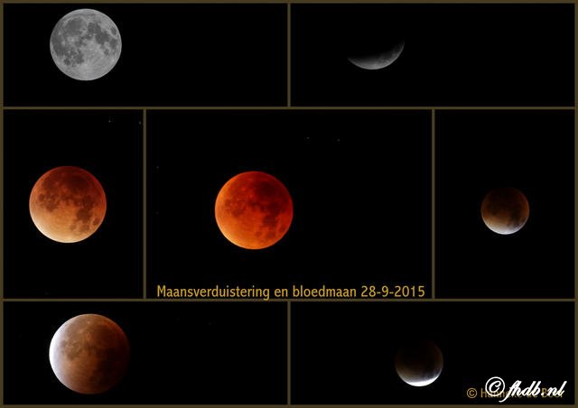 Bloedmaan.JPG