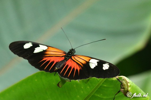 DG8A0390.jpg