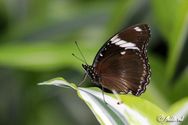 IMG_0546b.jpg
