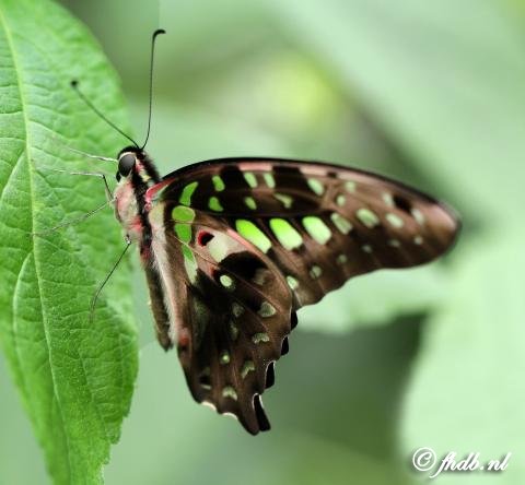 IMG_1687b.jpg