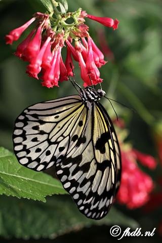 IMG_1879.jpg