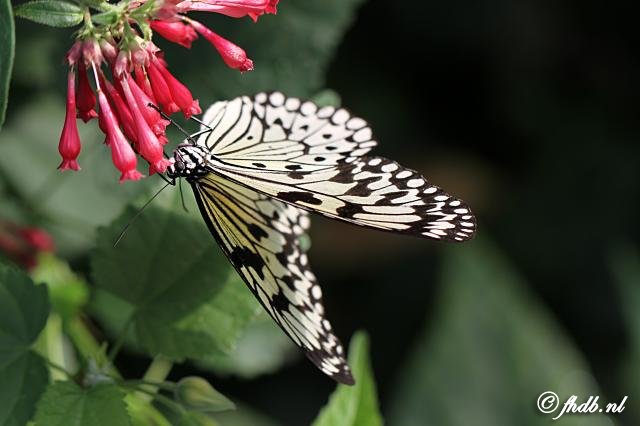 IMG_1891.jpg