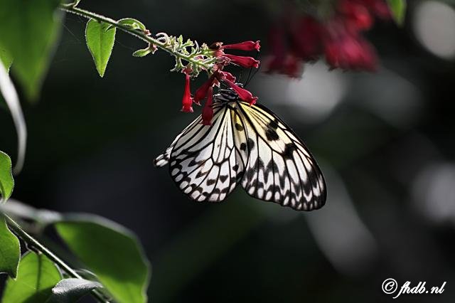 IMG_1935.jpg