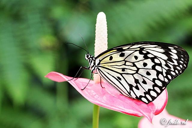 IMG_2897b.jpg