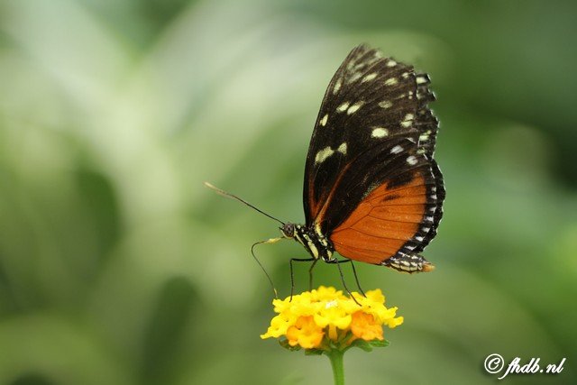 IMG_7680b.jpg